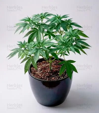 Lemon Orange Seeds