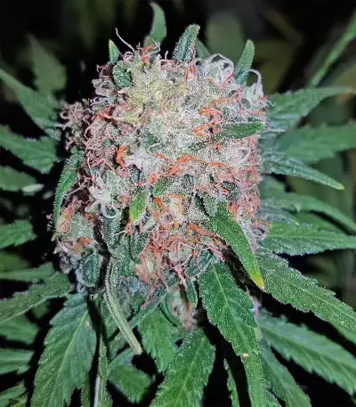Semi regolari di Master Kush