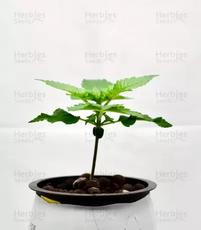 Mimosa Shot Seeds (Herbies Seeds)