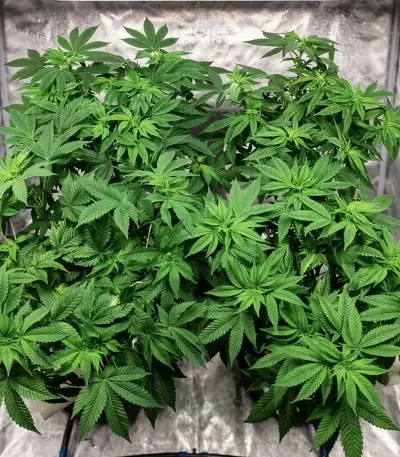 Nikki & Swami’s Taängie Seeds
