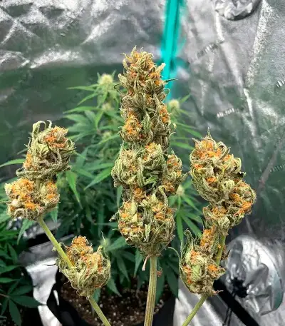 Northern Auto (BlimBurn Seeds)