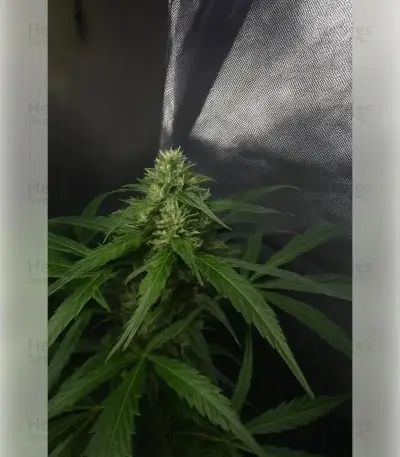 Graines de cannabis Northern Light (RQS)