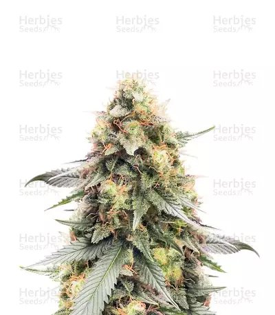 Northern Lights #10 Feminized Seeds (Herbies Seeds USA)