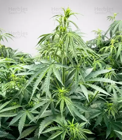 Sementes Feminizadas de OG Kush Auto (Barney's Farm)