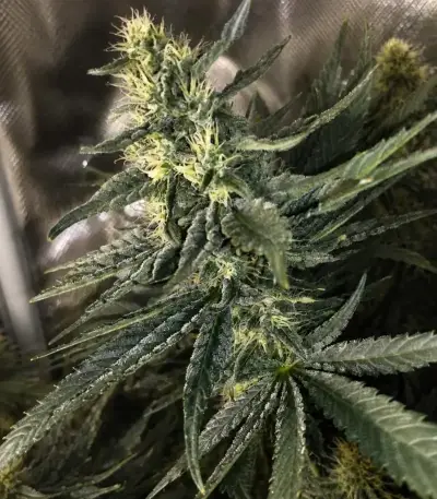 Planet Of The Grapes Auto Seeds (Ethos Genetics)