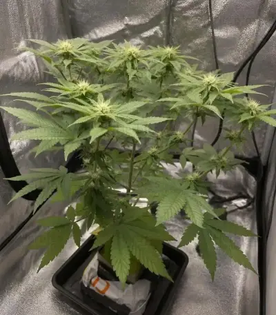 Purple Queen Seeds (Royal Queen Seeds)