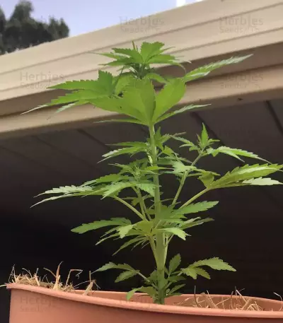 Purple Wreck (Reserva Privada)