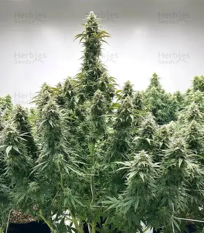 Skunk Haze Seeds