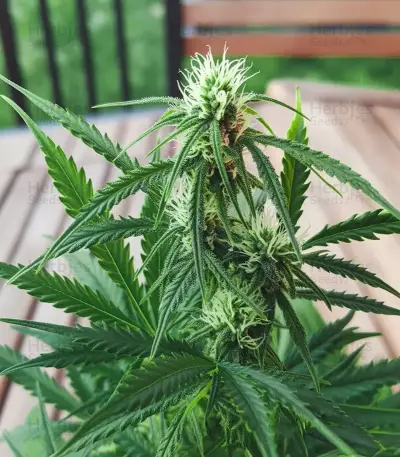 Graines de cannabis Some Sweet (Medical Seeds)