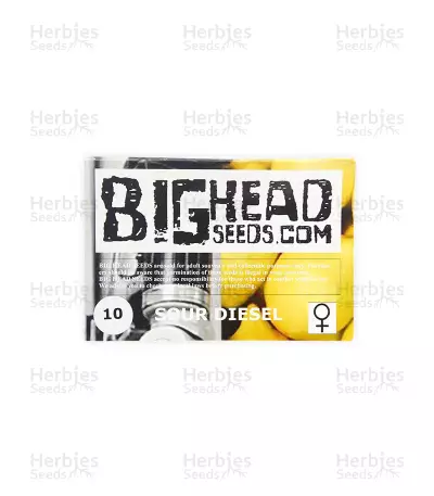Sour Diesel Seeds (Big Head Seeds)