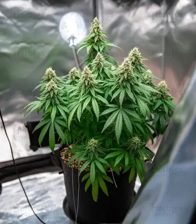 Strawberry Cough Auto Seeds