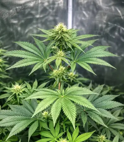 Super Boof Seeds