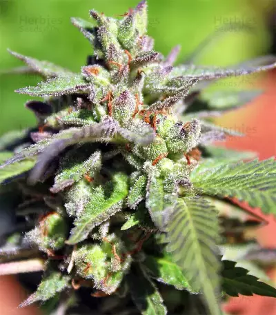 White OG feminized seeds