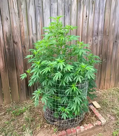 White Widow Seeds
