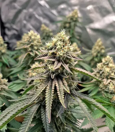 Widow 2004 regular seeds