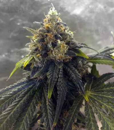 Graines de cannabis Sugar Breath (Humboldt Seeds Organization)