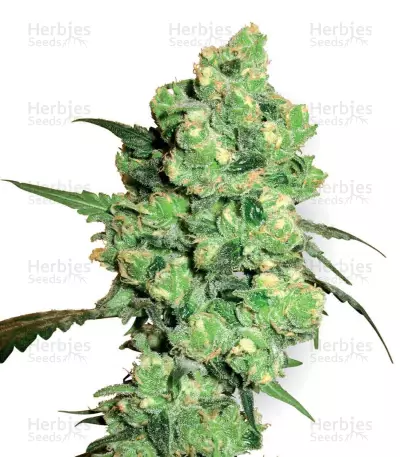 Super Skunk feminized seeds (White Label)