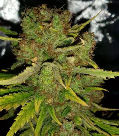 Graines de cannabis The Cinderella's (Sumo Seeds)