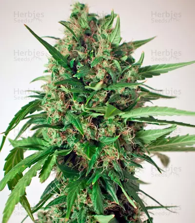 Tundra #2 Auto Seeds