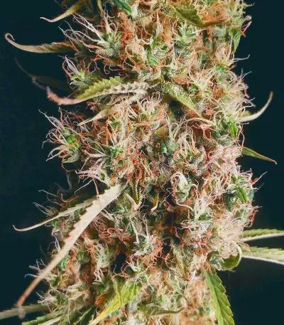 Semi Femminizzati Wedding Glue Auto (Seedstockers)