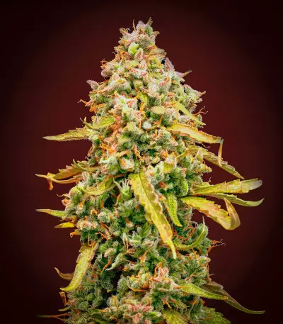 White Widow Autoflower (Herbies Seeds)