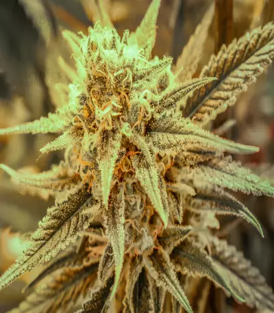 Killer Queen Seeds
