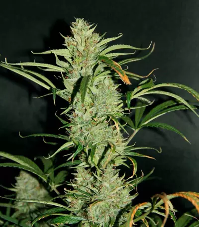 Auto Banana Blaze feminized seeds