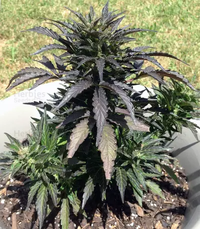 Auto Jack Herer (Advanced Seeds)