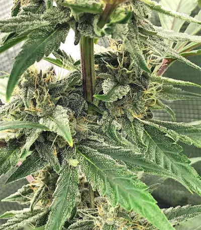 Auto Purple Gorilla Seeds