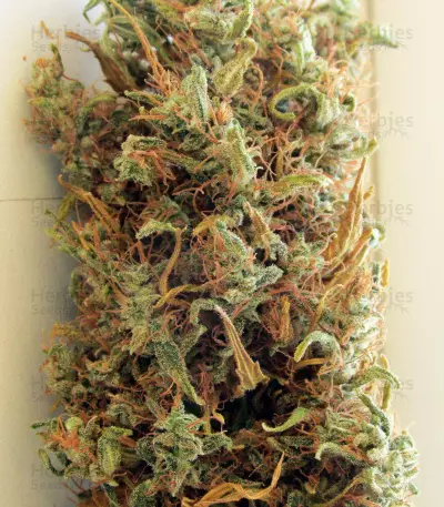 Buddha’s Sister Seeds