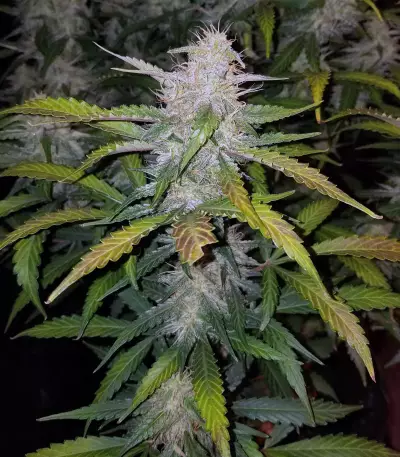 Auto CBG strain