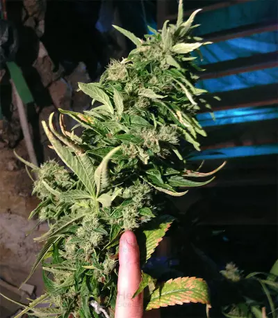 Graines de cannabis Cannalope Kush (DNA Genetics)