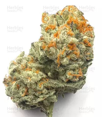 Dogstar Dawg (Big Head Seeds)