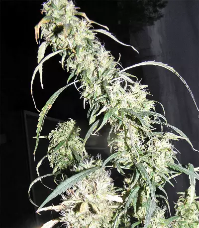 Graines de cannabis Durban regular (Sensi Seeds)