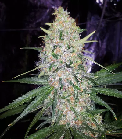 Graines de cannabis Five-O (Blackskull Seeds)