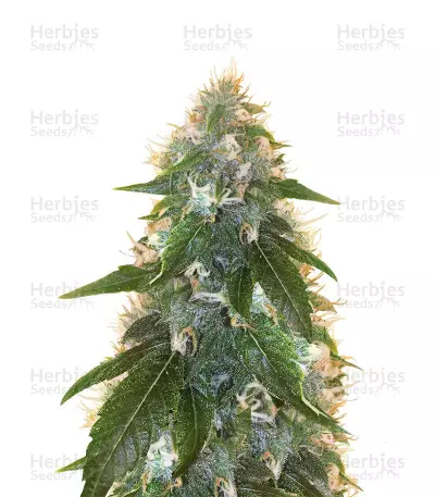Hash Bomb Regular (Bomb Seeds)