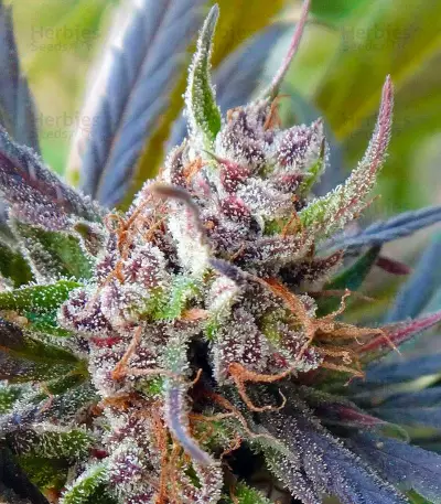 Haze x Kali China (Ace Seeds)