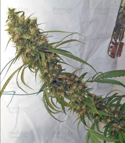 Haze x Kali China (Ace Seeds)