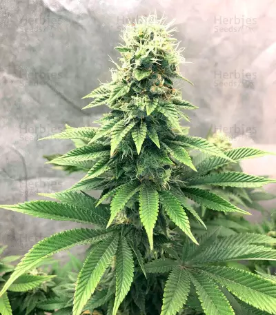 Graines de cannabis Kali Dog (RQS)