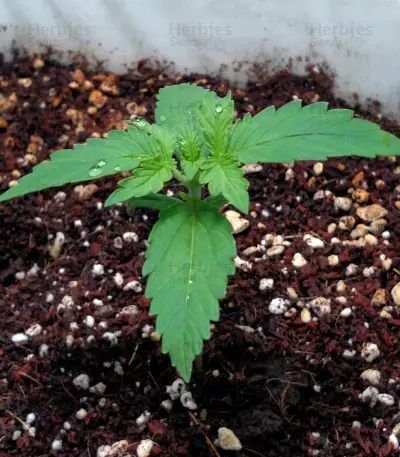 Lemon AK Auto Seeds