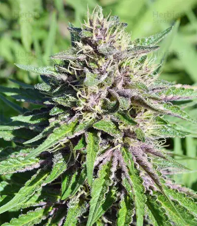 Malawi x PCK (Ace Seeds)