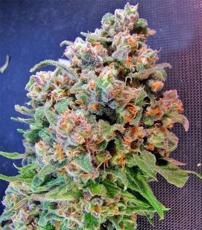 Mind Can'trol Seeds