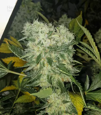 Semi femminizzati NYC Diesel