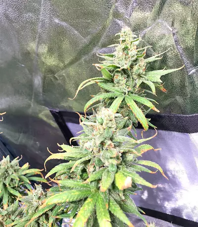 Pakistan Chitral Kush Seeds
