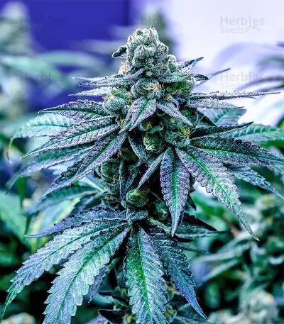 Panama D.C. Seeds