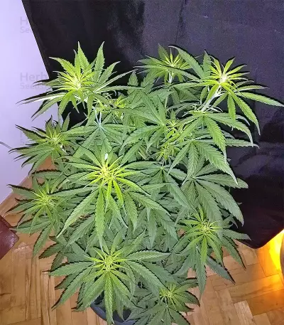 Panama cannabis strain