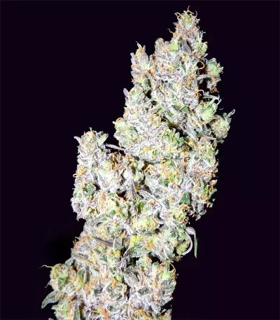Ripley's OG Auto strain