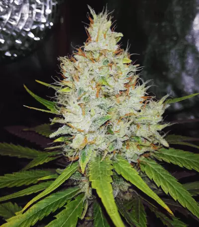 Sideral feminized seeds