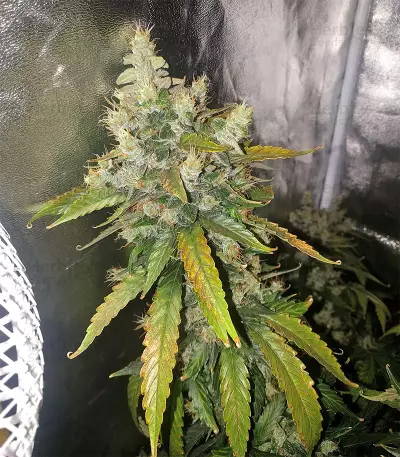 Super Skunk Seeds (Seedstockers)