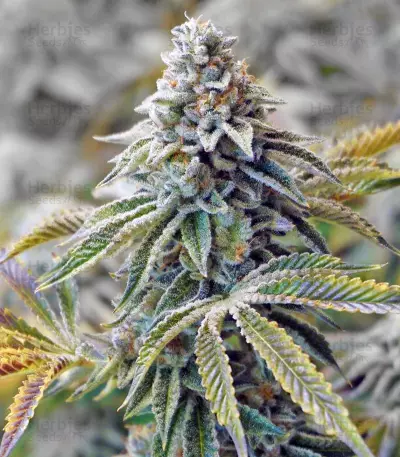 Graines de cannabis Sweet Valley Kush x Amnesia x Dosidos (GHS)
